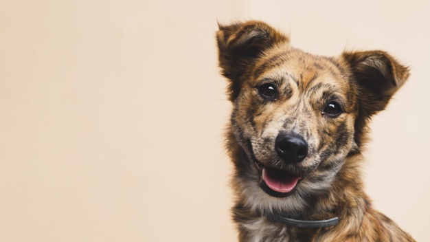 friendly dog with tongue out copy space 23 2148326231