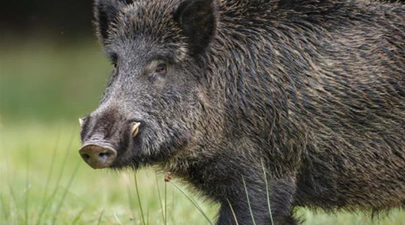 agriogourouno