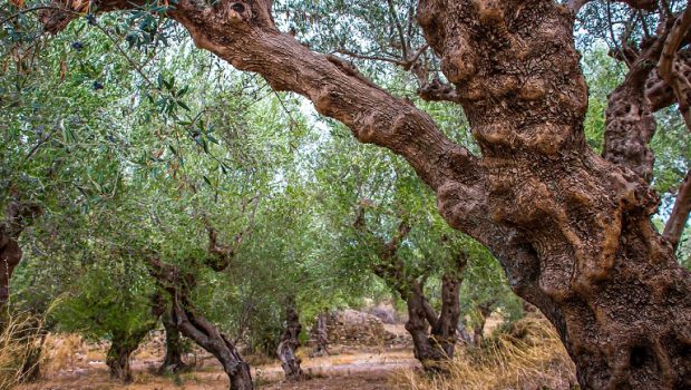 olive grove 4955574 1280 620x350